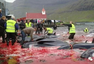 心痛！这地大规模屠杀鲸鱼 鲜血染红大海