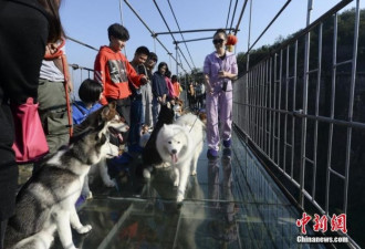 湖南平江举办玻璃桥“单身狗”相亲会