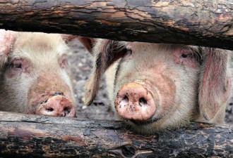 非洲猪瘟在中国蔓延 死亡数量恐为官方数字两倍