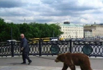 俄罗斯立法禁止家养熊狮子网友: 还有人养这个?