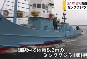 日本时隔31年重启商业捕鲸 头天2只小须鲸遭殃