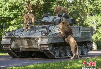 ”狮子王”气魄!英国动物装甲车上开”party”
