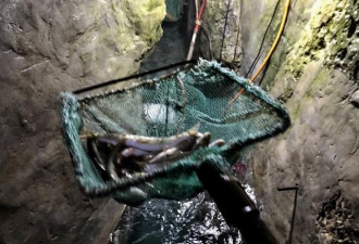 重庆农户家里挖出神秘鱼泉 每天涌出百斤河鱼