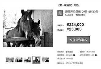 北京一法院双11网拍11匹马 估价28万元