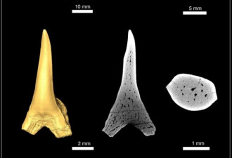 科学家：大白鲨祖先是种有扁平体型的小型鲨鱼
