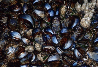 热浪袭北美 加州成千上万孔雀蛤被活活“煮熟”