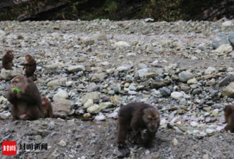 野猴遭遇捕兽夹向游客求救 保护区：正寻搜救