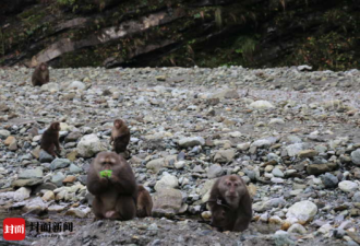 野猴遭遇捕兽夹向游客求救 保护区：正寻搜救