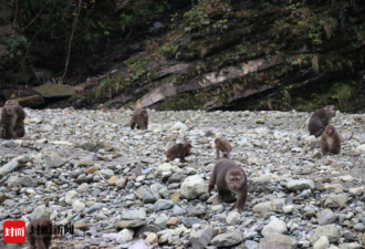 野猴遭遇捕兽夹向游客求救 保护区：正寻搜救