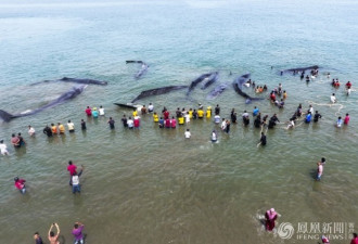 印尼12条巨鲸搁浅 过百民众营救