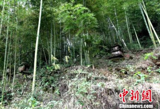 湖南郴州发现墓塔林 其中有罕见双子七级浮屠