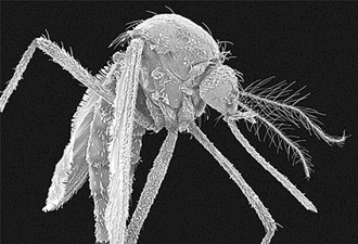 美国批准“以蚊攻蚊” 用带菌蚊子遏制种群繁育
