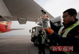 中国客机使用“地沟油”跨洋飞到美国