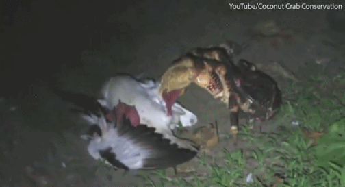 椰子蟹爬树猎杀海鸟：将翅膀夹断再分食
