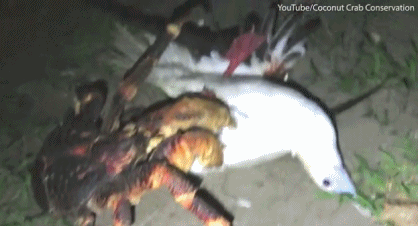 椰子蟹爬树猎杀海鸟：将翅膀夹断再分食