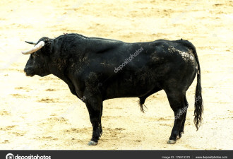 加州律师想和公牛玩自拍 不慎被牛角扎进脖子