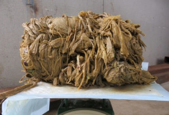 日本奈良鹿接连死亡，解剖发现胃里的塑料袋