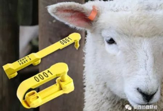 新西兰的羊脸识别技术亮了 没有哪只羊抓不回来
