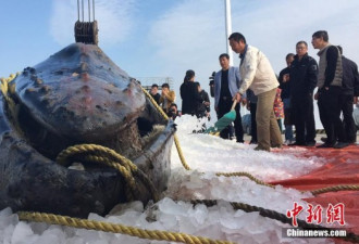 三度”迷路”江苏海滩 座头鲸宝宝已死亡