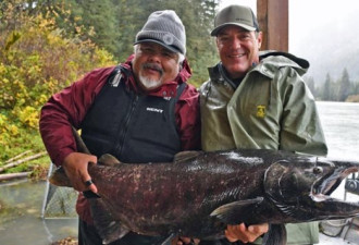渔民捕获一条超大三文鱼Chinook Salmon