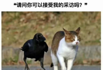 “鸟界哈士奇”在古代被称福鸟，如今人见人打