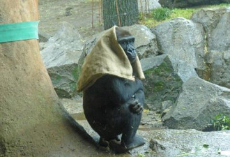 日本40岁母猩猩成网红 一下雨就把麻袋披在头上