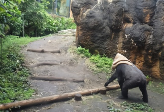 日本40岁母猩猩成网红 一下雨就把麻袋披在头上