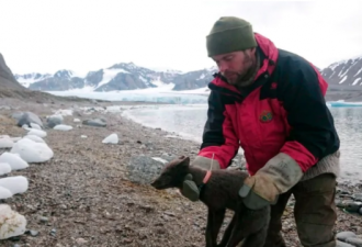 76天3506公里 一只北极狐从挪威走到了加拿大