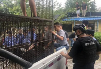 动物园大猩猩“越狱” 踹飞壮汉，徒手拔麻醉枪