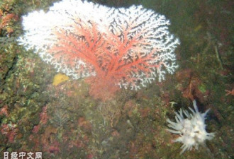 红珊瑚面临灭绝危机：中国人喜收藏 日本增捕捞