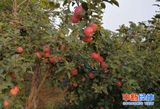 中国水果疯狂！苹果6月同比涨幅翻倍却输给鸭梨
