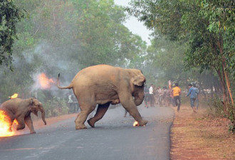 虐心照片曝光 印度村民向大象扔火球