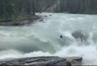 加拿大黑熊河中捕鱼被急流冲下瀑布 太无助了!