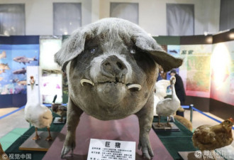 这是有史以来最重的猪 成沈阳一博物馆镇馆之宝