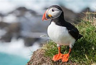 索尼影视高管为啥假期在纽芬兰救海鸟