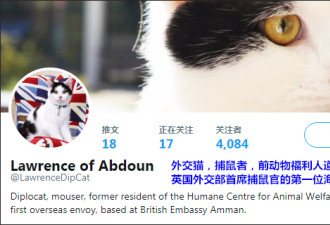 外交猫也有下属 英驻约旦大使馆设首席捕鼠官