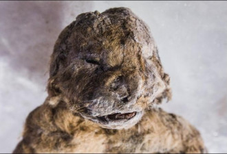 西伯利亚发现3只冰冻万年狮子尸体 早已灭绝