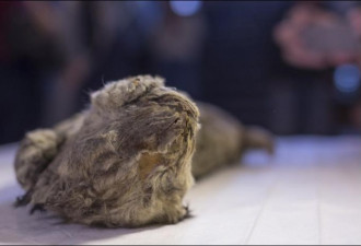 西伯利亚发现3只冰冻万年狮子尸体 早已灭绝