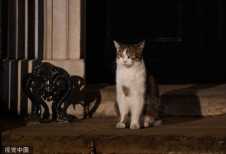 首相府易主约翰逊，英国第一猫Larry继续留任