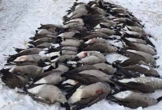 谁干的？阿省路边惊现近百只加拿大鹅尸体