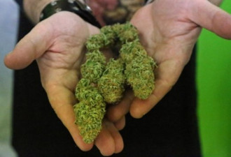 同样大麻法案：安省和魁北克省大不相同