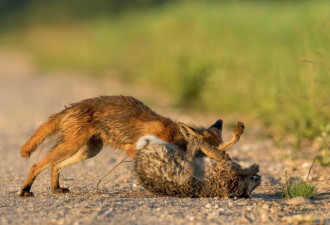 惊心抓拍：兔子逆袭反击 狐狸落荒而逃
