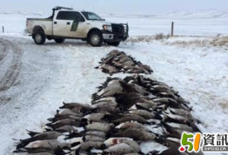 加拿大农场主惊讶：发现100多只死雁