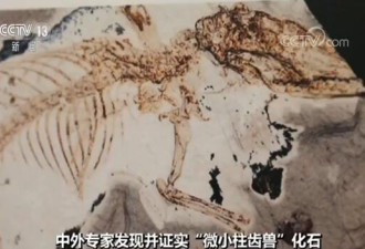 中国发现有完整舌骨的原始哺乳动物化石
