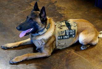 匿名企业捐赠 多伦多警犬要穿装甲背心了