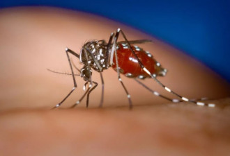 科学家在中国每周放500万只蚊子 现在结果喜人
