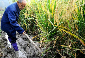 农民水田刨出42块大黄金，专家及时追缴