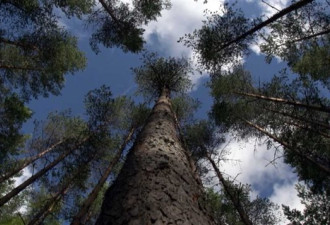 树木也沟通？揭秘北部森林建立的活跃社区