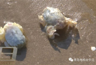 青岛人组团海滩挖美食 专家疾呼：再挖要绝种了