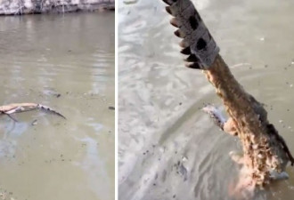 新州渔民发现一只惨死鳄鱼，几乎全身被剥皮